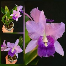 Cattleya "Final Blue". 1