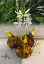 1-24 CAMASSIA LEICHTLINII ALBA