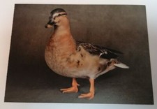 POSTCARD - Call Yellow Belly Duck Unposted 7"x5" Postcard Ready To Send / Frame