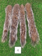 4 x Genuine Grey Squirrel
