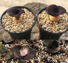 Dia 2~2.5CM Massonia pustulata