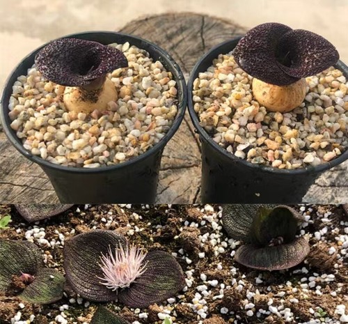 Dia 5cm massonia pustulata - 2~2.5cm,
