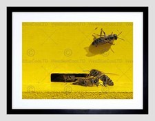 BEE COLONY HIVE YELLOW BLACK FRAME FRAMED ART PRINT PICTURE MOUNT B12X9540