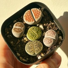 5pcs Premium Lithops Selection