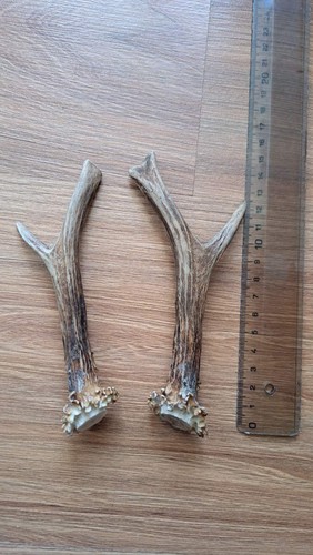 Roe deer antlers - roe,
