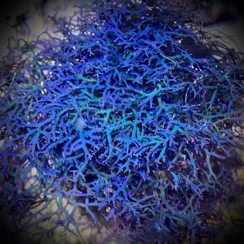 Marine macro algae hypnea - marine, algae,