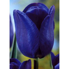 10 New Tulips Bleu Aimable Blue Spring Summer Bulbs Flowers Green Garden Plants