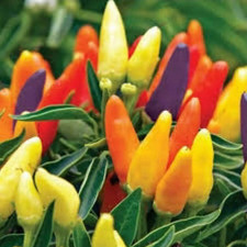 Chilli Pepper - Hot Razzamatazz - 10 Seeds