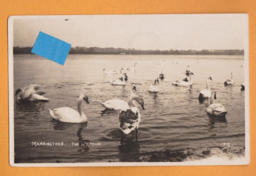 Essex swans the - essex, river