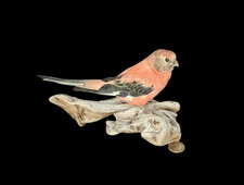 Taxidermy Bourke's Parakeet