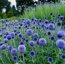 6 x Plug Plants Echinops Ritro