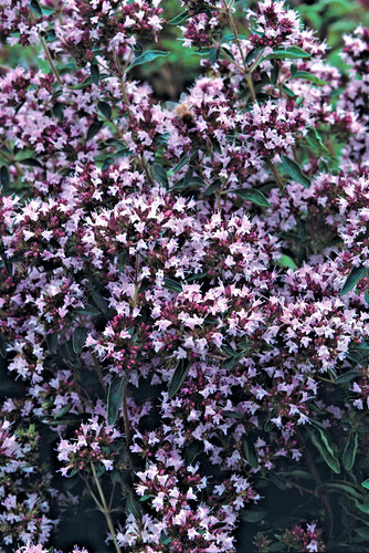 500 herb marjoram pot seeds - 500, x