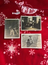 Set Of 3 Antique Photographs Of A Lovely Wire Fox Terrier Dog And His Owner