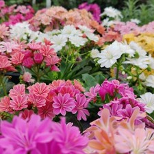Lewisia Cotyledon Siskiyou