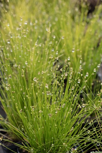 Scirpus isolepsis fibre optic - scirpus,