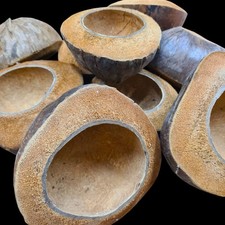 Large Raw Quality Coconut