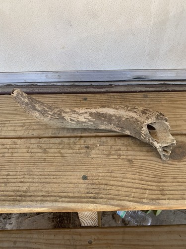 Fossilized bison horn