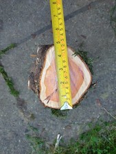 English Yew turning Blank