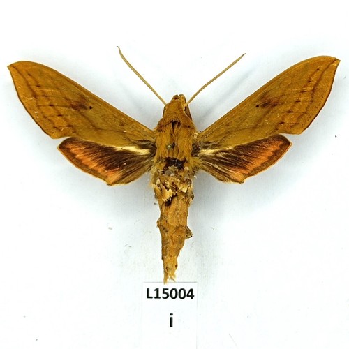 Sphingidae hippotion talboti - sphingidae,,