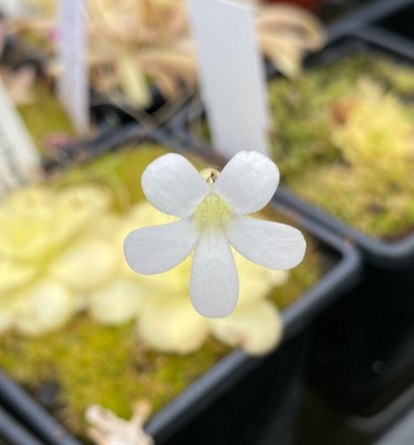 Pinguicula agnata mexican - agnata,