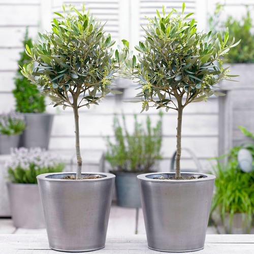Olive olea europa tree - 'olea, europa'