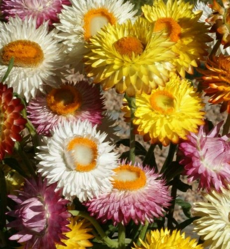 Strawflower seeds 500 - strawflower,