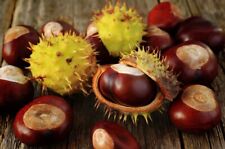 Horse Chestnut Tree, 'Conker' tree x 1.  20-30cm in height. Bare root tree.