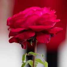Rose 'Forever in our Hearts'