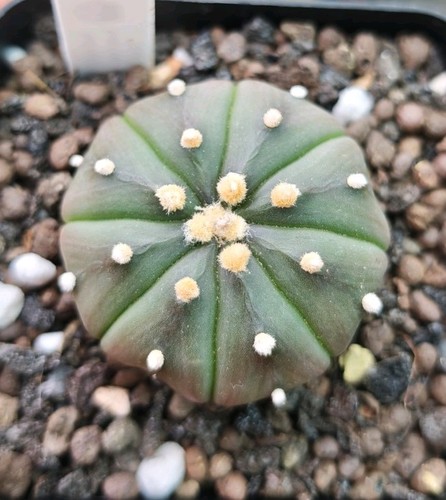 Astrophytum asterias ooibo - astrophytum,