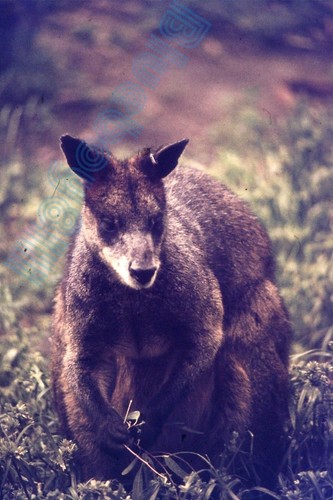 Melbourne zoo wallaby - melbourne,