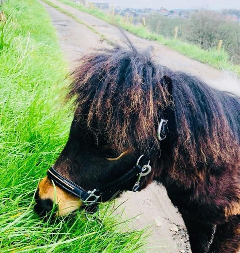 Headcollar mini shetland - shetland, top