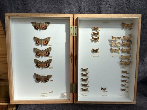 Store box british moths - store,