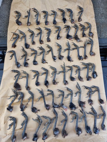 Taxidermy crows feet