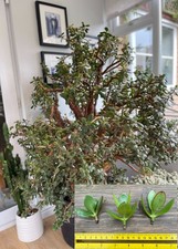 Giant Jade plant (Money Plant) Cuttings