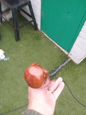 IRISH BLACKTHORN HIKING STAFF 55 INCHS LONG  SUPER ROOTBALL  KNOB HANDLE