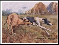 GREYHOUND COURSING DOGS LOVELY
