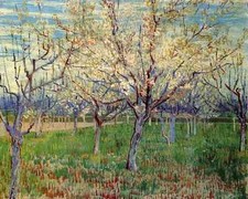 Orchard With Blossoming Apricot Trees 1888 A4 Print