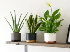 T&M Wellbeing Collection House Plant Air Purifying Tender Perennial 3 Plants