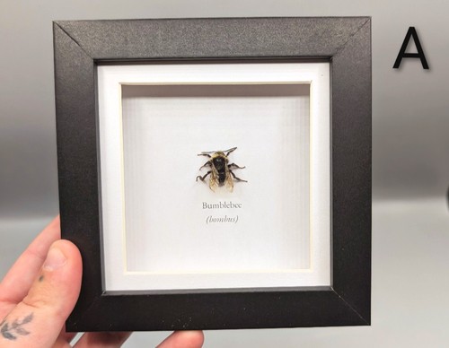Bumblebee frame entomology - bumblebee, frame,