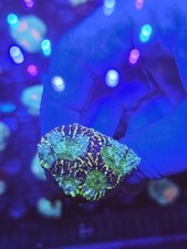 blue acan lps sps coral frag 