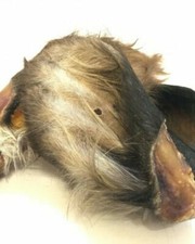 Large Cows Ears With Fur  100% Natural x 10