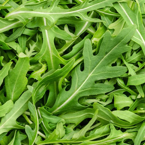 Rocket salad herb - salad,