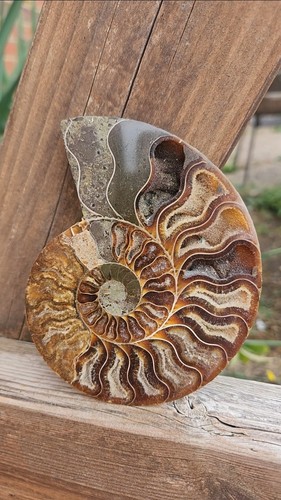 Large high quality - high, ammonite