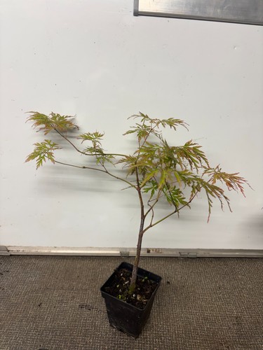 Japanese maple acer - japanese,