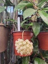 Hoya Pottsi Chian Mai , large plant in hanging basket , house plant