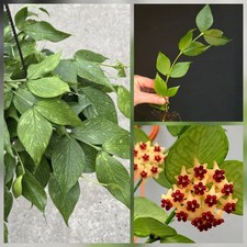 Hoya Polyneura. 1X Large