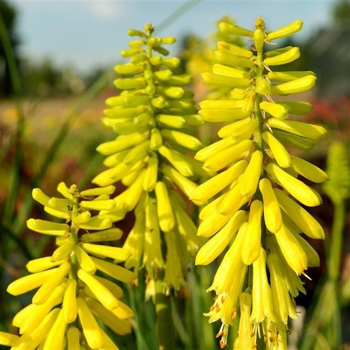 Kniphofia lemon popsicle - kniphofia,