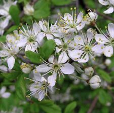 1 Blackthorn Hedging 40cm Tall Cell Grown, Prunus Spinosa, Sloe Berry Hedge