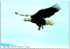 Postcard - Bald Eagle
