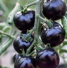 TOMATO 9 SEEDS BLACK INDIGO